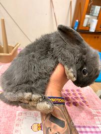 Coniglio nano ariete/coniglio testa di leone