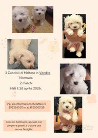 Cuccioli di maltese