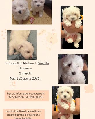 Cuccioli di maltese