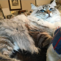 Gatti siberiani ipoallergenici pedigree