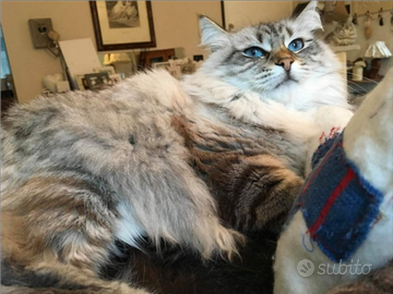 Gatti siberiani ipoallergenici pedigree