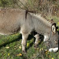 Asino stallone sardo