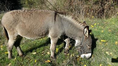 Asino stallone sardo