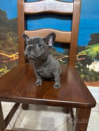 Bulldog Bouldogue Bouldog francese blu (Grigio) 1