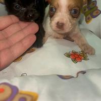 Chihuahua mini Toy da borsetta