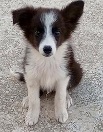 Border collie