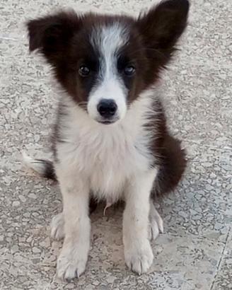 Border collie