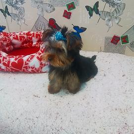 Yorkshire maschio tre mesi mezzo