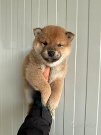 Cuccioli di Shiba Inu con pedigree Enci