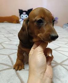 Bassotto nano marroncino