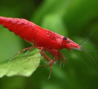 Caredine Red cherry