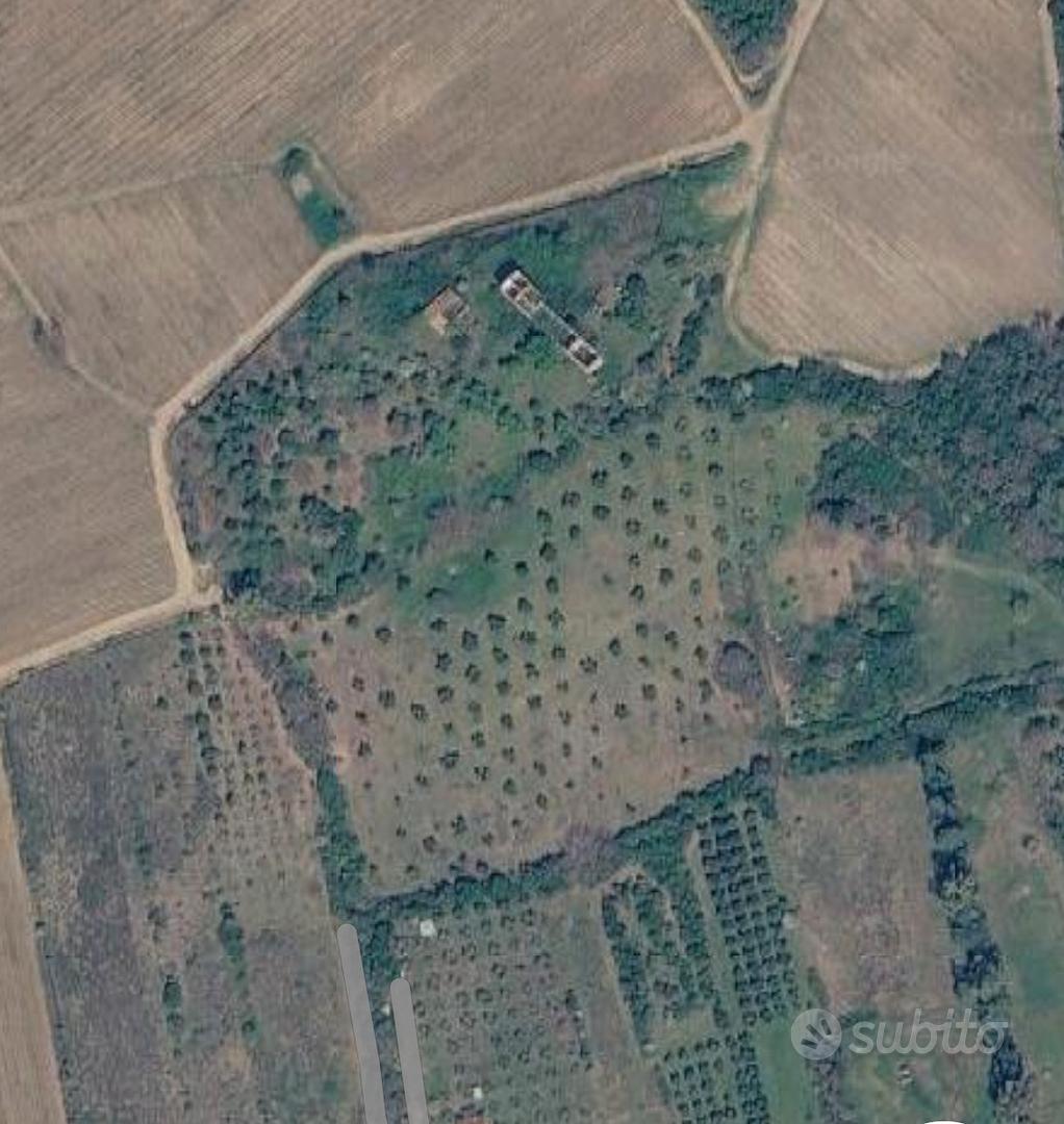 Oliveto di pregio - Altro