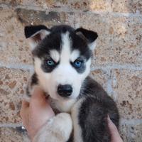 Cuccioli husky occhi azzurri