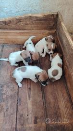 Jack Russell