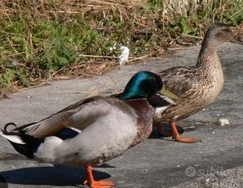 Anatra Germano reale trio