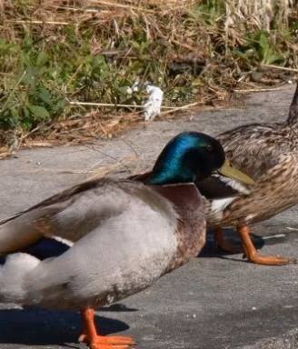 Anatra Germano reale trio