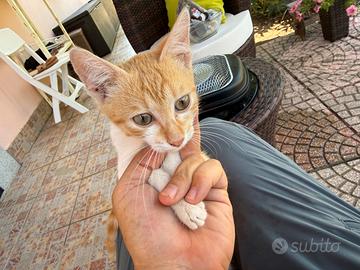 Gattina di 2 mesi e mezzo