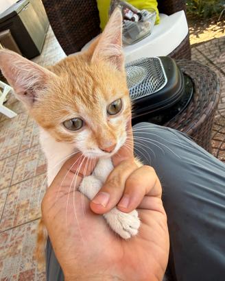 Gattina di 2 mesi e mezzo