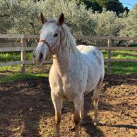 Cavalla appaloosa 6 anni super domata
