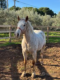 Cavalla appaloosa 6 anni super domata