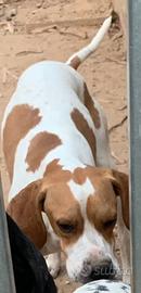 Cane Bianco arancio maschio di 4 anni pointer