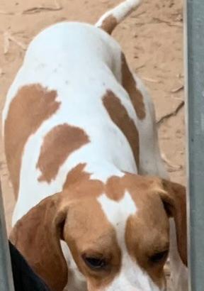 Cane Bianco arancio maschio di 4 anni pointer