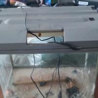 acquario 