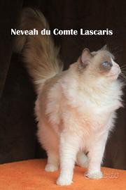NEVEAH giovane gatta razza ragdoll con pedigree