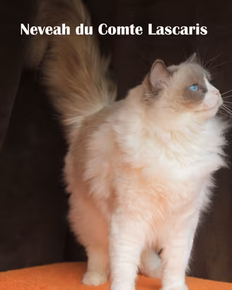 NEVEAH giovane gatta razza ragdoll con pedigree