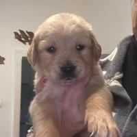 Cuccioli di Golden Retriever con Pedigree ENCI