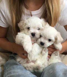 Cuccioli di maltese