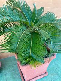 Cycas 40x40