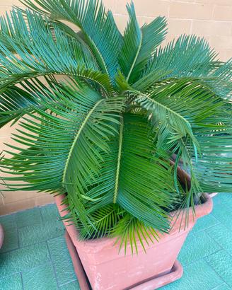 Cycas 40x40