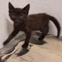 Savannah alta genealogia rarissimo