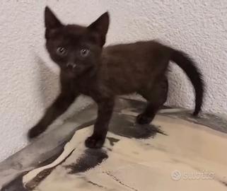 Savannah alta genealogia rarissimo