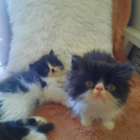 Gattini persiani 300 euro