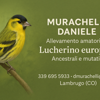 Lucherini ancestrali e mutati
