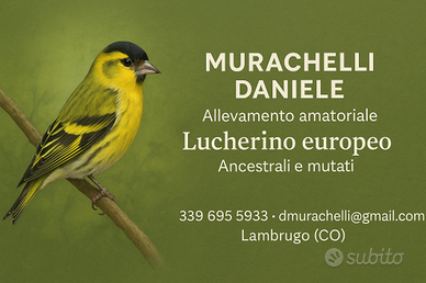 Lucherini ancestrali e mutati