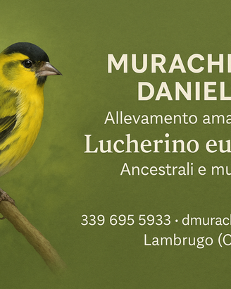 Lucherini ancestrali e mutati