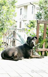 Cane corso femmina di 6 anni