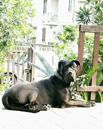 Cane corso femmina di 6 anni