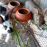 Conigli razza gigante