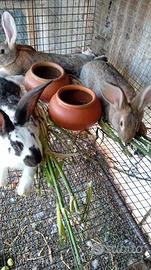 Conigli razza gigante