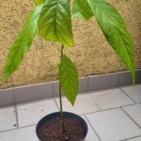 Pianta avocado