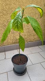 Pianta avocado