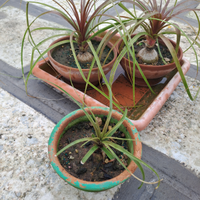 Tris Nolina x Pesci Rossi