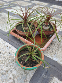 Tris Nolina x Pesci Rossi