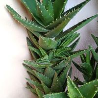 Aloe Mirtiformis  caespitosa 50 cm o talee