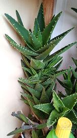 Aloe Mirtiformis  caespitosa 50 cm o talee