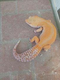 Geco leopardino
